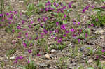 Largeflower fameflower